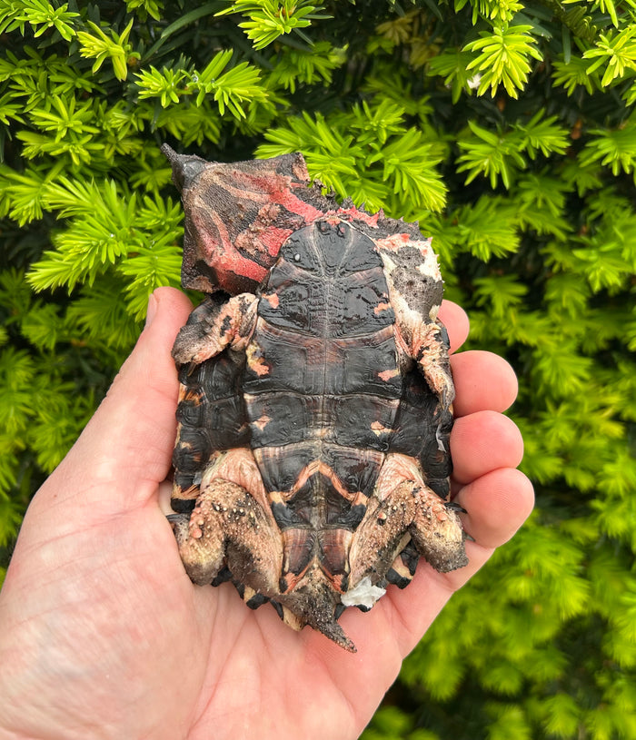 4” Mata Mata Turtle (2)