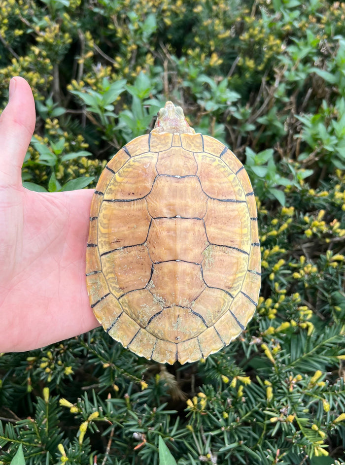 7” Hypo Red-Eared Slider