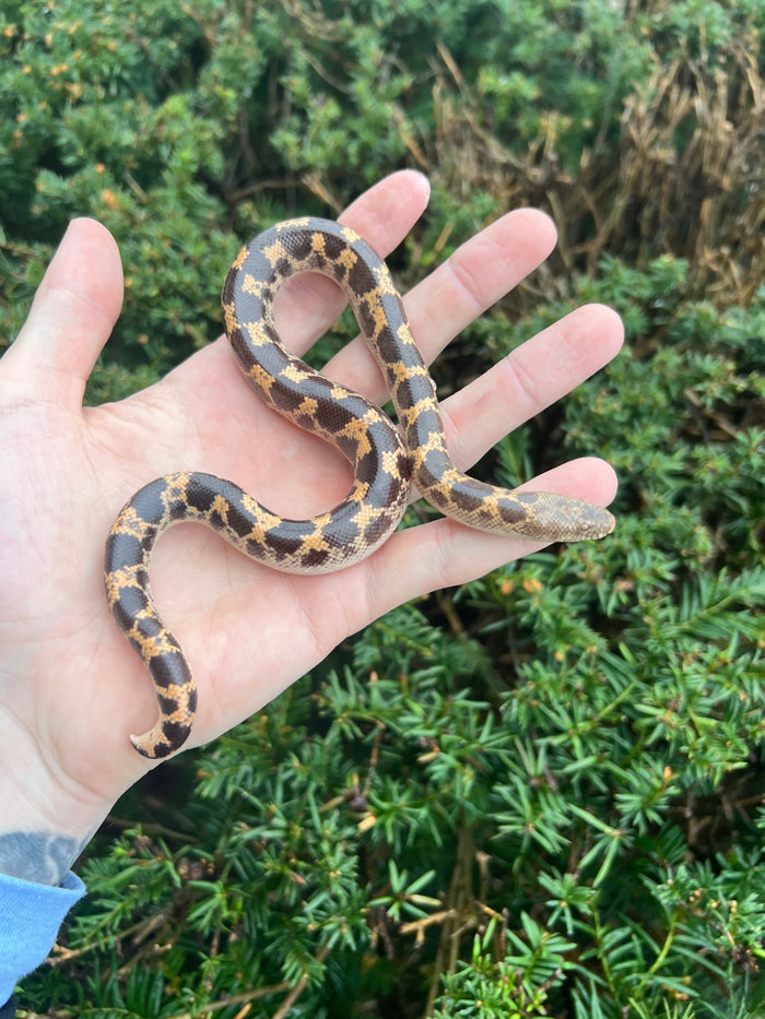 Adult Saharan Sand Boa (Male 3)
