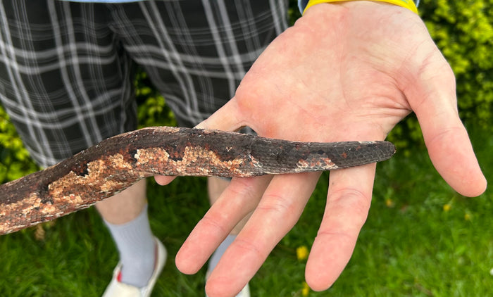 Adult Solomon Island Ground Boa (Female 2)