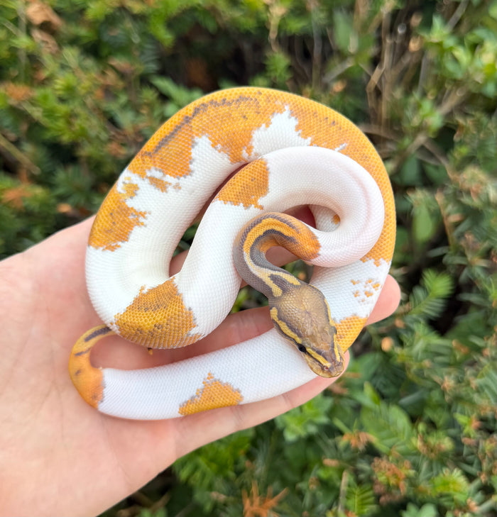 Baby Ghost Pied Ball Python (Female)