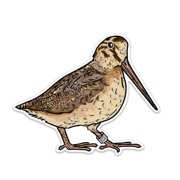 Banded Woodcock Decal Sticker