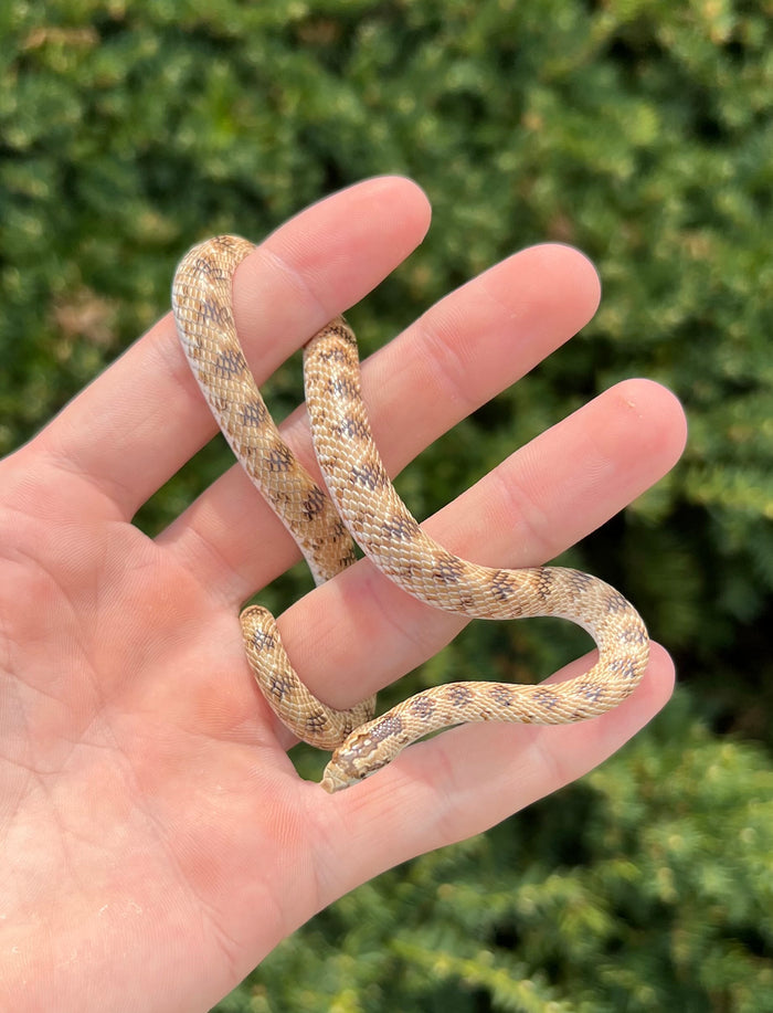 Crowned Leaf-Nosed Snake