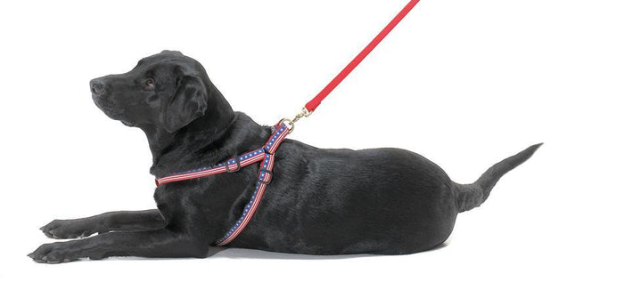 Leader Of The Pach Dog Dog Harness