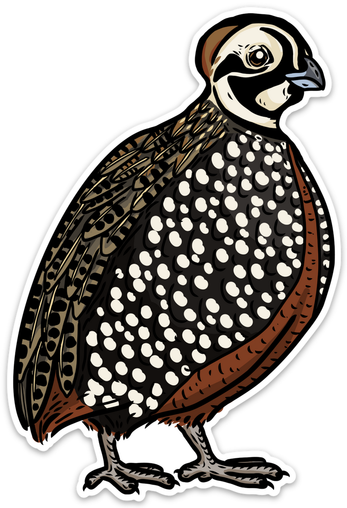 Mearns Quail Decal Sticker