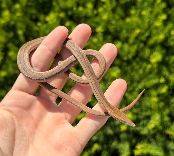 New Guinea Legless Lizard