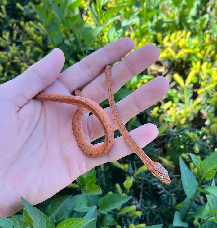 Orange Amazon Tree Boa (Female 2)