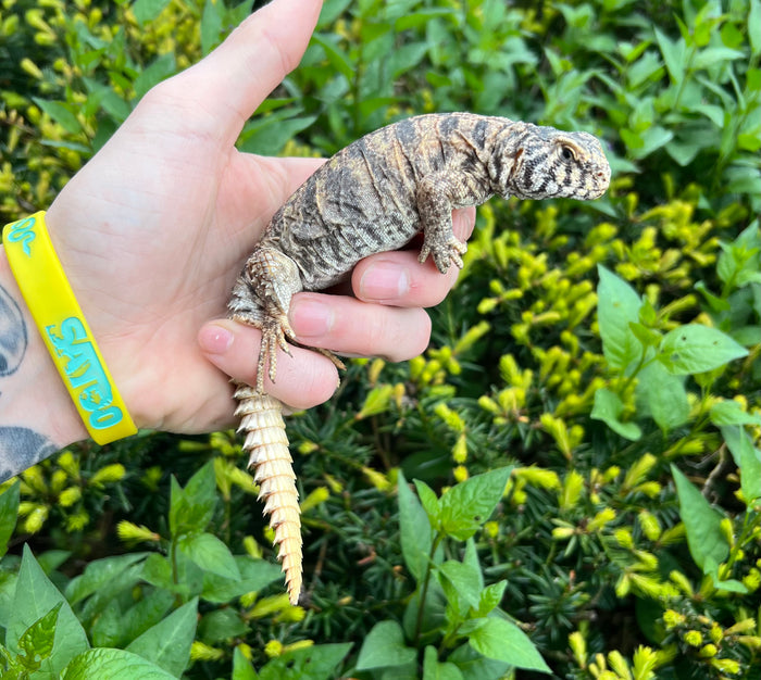 Small Ornate Uromastyx (4)