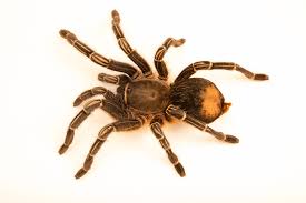 Stripe Knee Tarantula