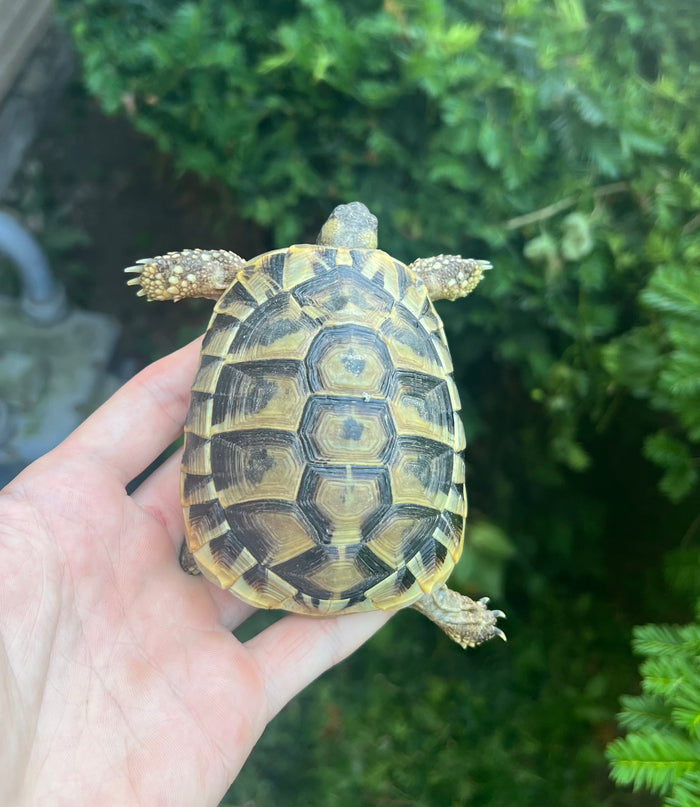 Yearling Hermann’s Tortoise (2)