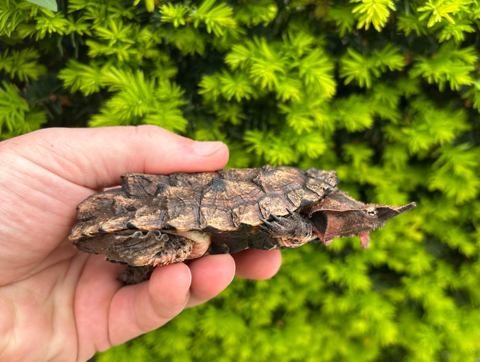 4” Mata Mata Turtle (2)
