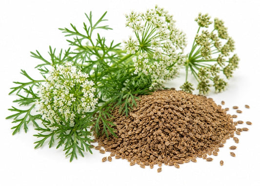 Carrot Seed Essential Oil