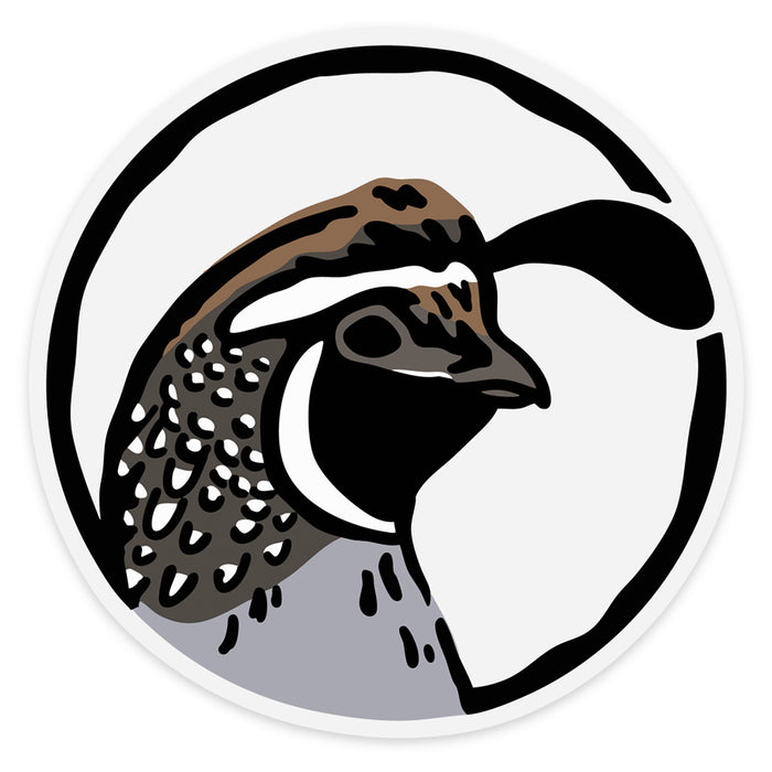 California Quail