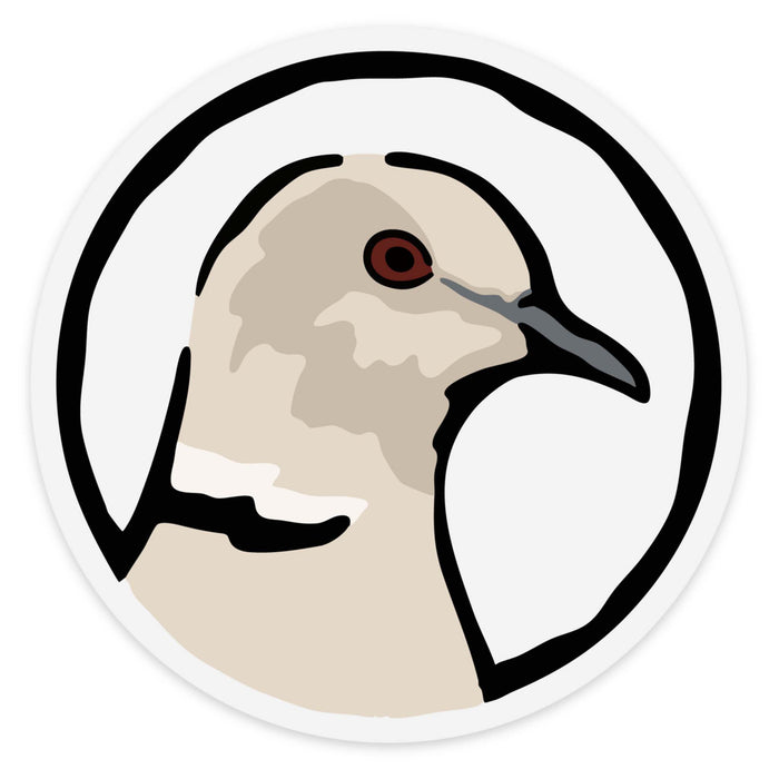 Eurasian Collared-Dove
