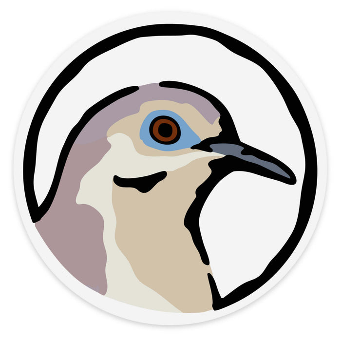 White-Winged Dove