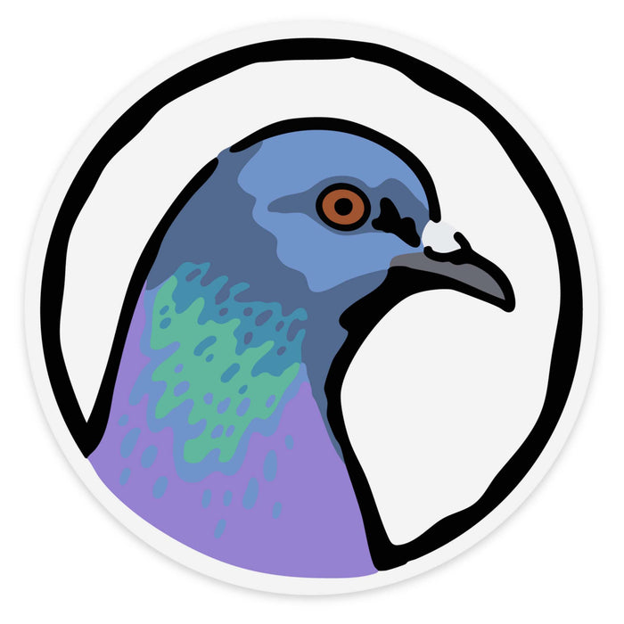 Rock Pigeon