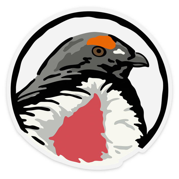 |Dusky Grouse