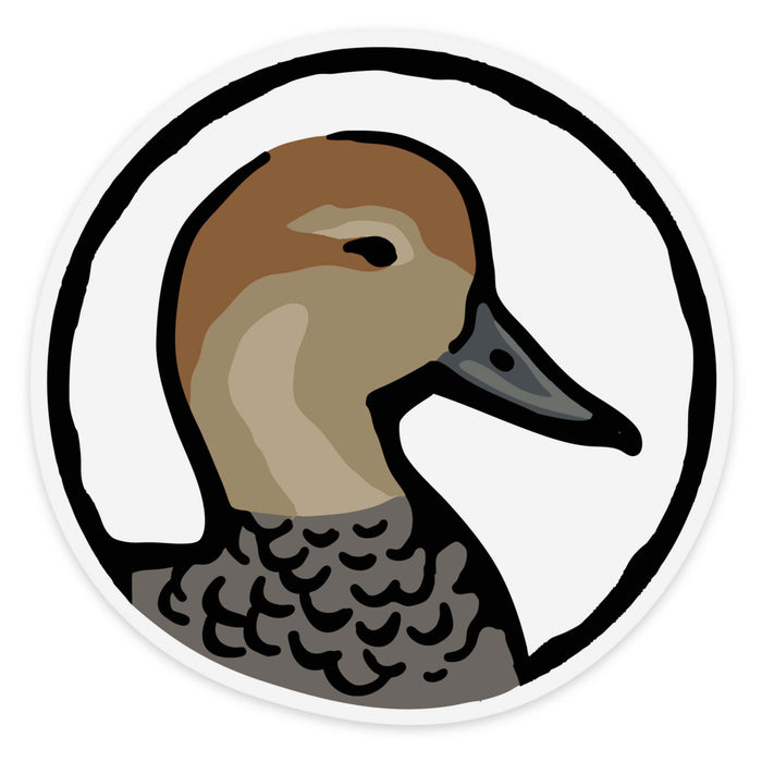 Gadwall