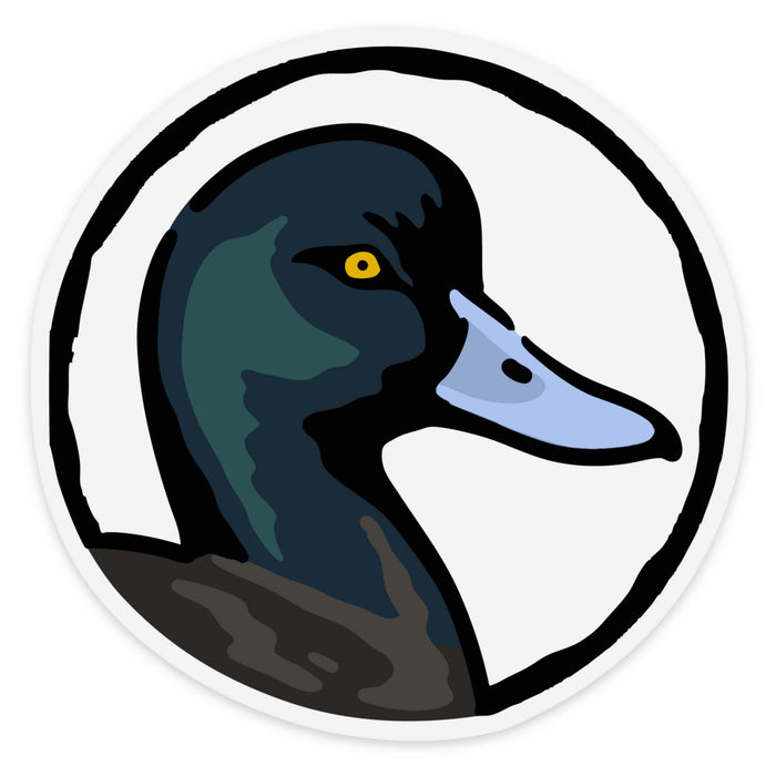 Greater Scaup