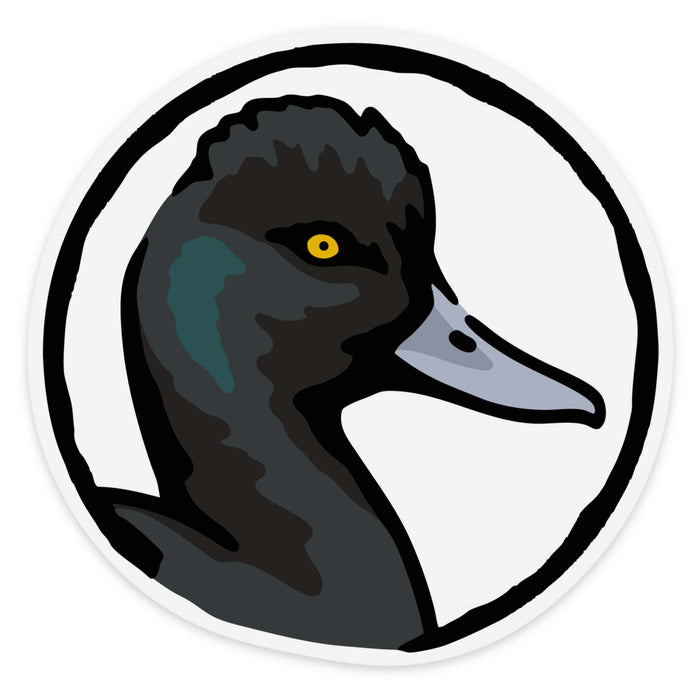 Lesser Scaup