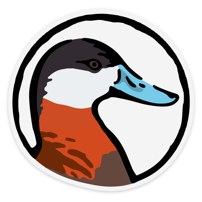 Ruddy Duck