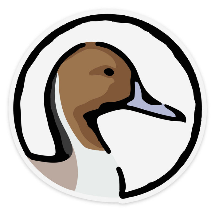 |Pintail