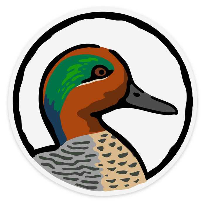 |Green Winged Teal
