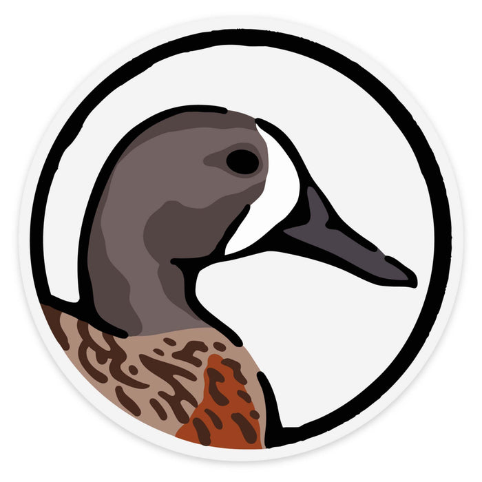 Blue Winged Teal
