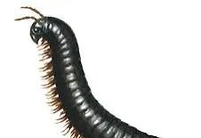 Giant American Millipede