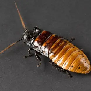 Madagascar Hissing Cockroach