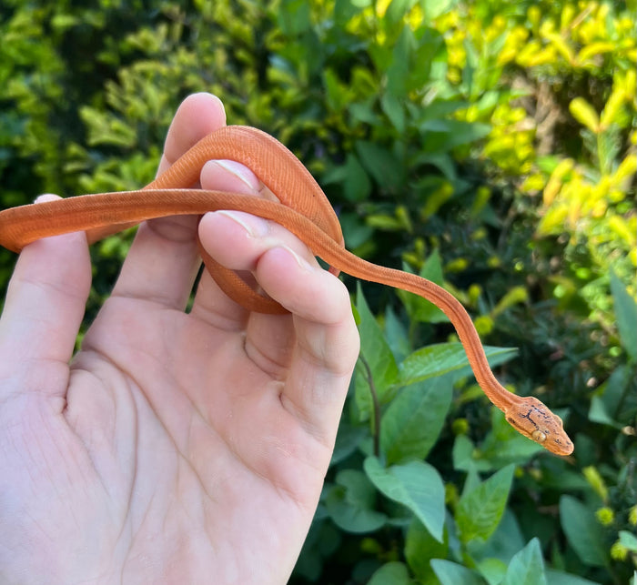 Patternless Amazon Tree Boa (Male 4)