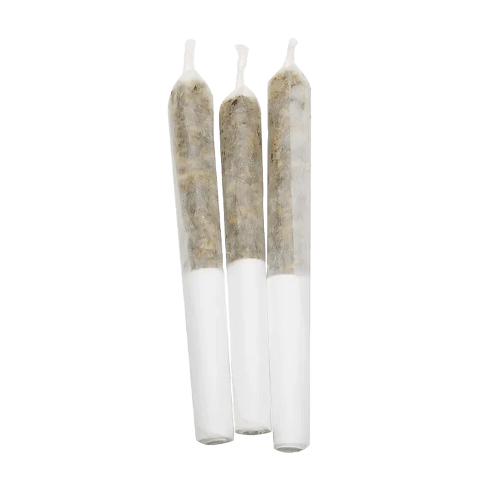 A close-up, front view of three Pineapple Coconut Infused Pre Rolled 0.5 g joints, each encased in a clear plastic tube.
