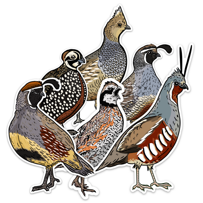 Quail Grand Slam Sticker 6-Pack