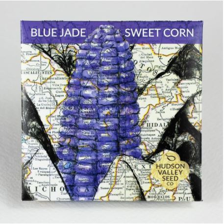SEED PACKET BLUE JADE DWARF CORN