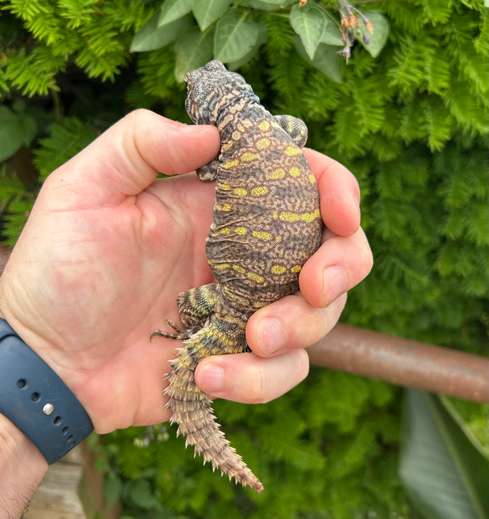 Small Ornate Uromastyx (2)