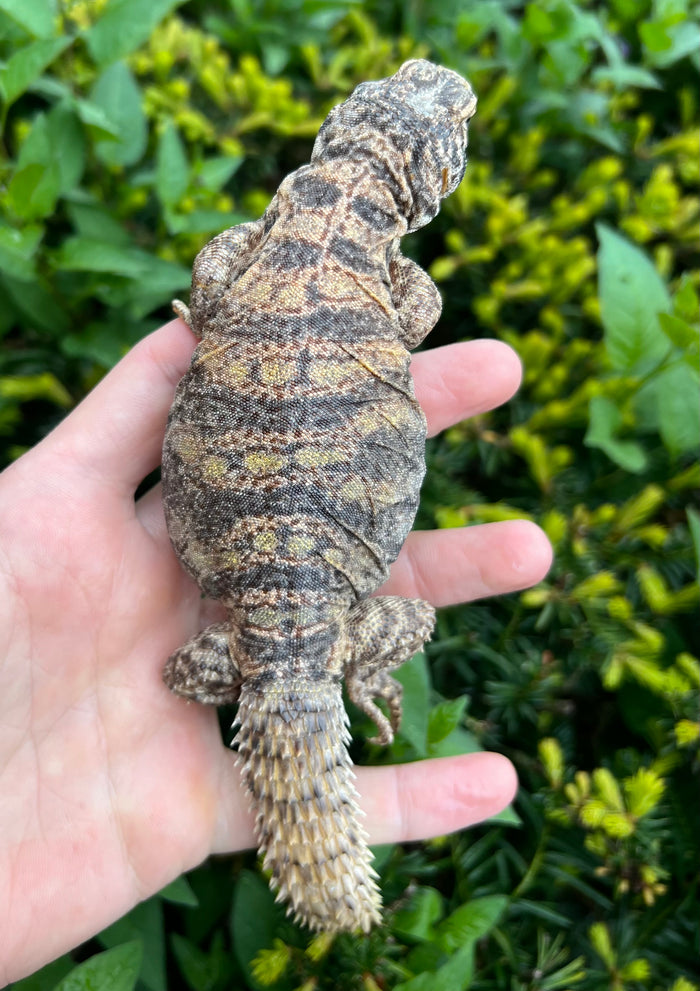 Small Ornate Uromastyx (4)