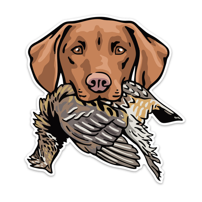 |Vizsla with a Ruffed Grouse