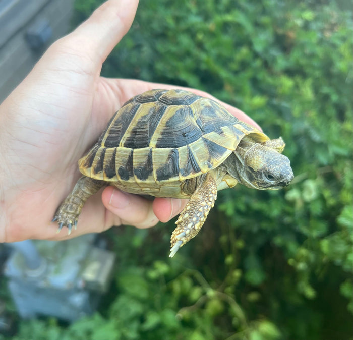 Yearling Hermann’s Tortoise (2)